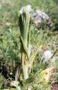 Himantoglossum hircinum, Sicilien 2003-04-27