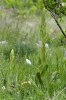 Himantoglossum hircinum, Gargano 2011-04-25 