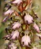 Himantoglossum robertianum, Kreta, 2007-04-15 