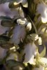 Himantoglossum robertianum var. chlorantha, Gargano (It.) april 1994
