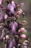 Himantoglossum robertianum, Gargano (It.) april 1994