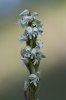 Neotinea maculata var. alba, Rhodos 2011-04-08
