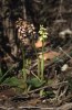 Neotinea maculata, Cyprus 2002-03-14