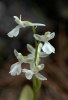 Orchis anatolica subsp. anatolica var. alba, Kreta (Gr.) 2007-04-18