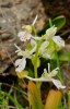 Orchis anatolica subsp. anatolica var. semialba, Chios (Gr.) 2009-04-08