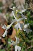 Orchis anatolica subsp. anatolica var. alba, Chios (Gr.) 2009-04-08