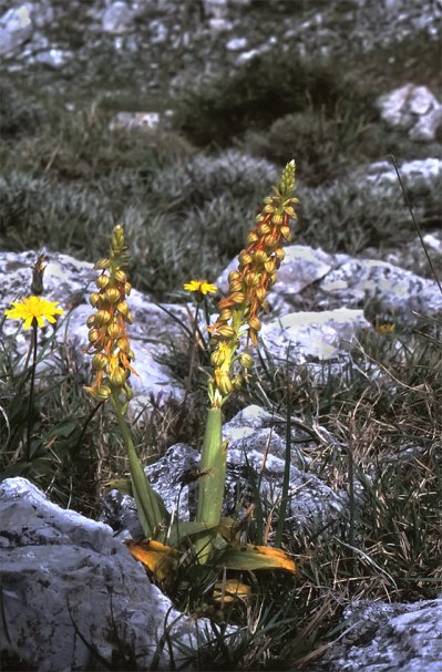Orchis anthropophora, Kreta, april 1998