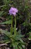 Orchis italica med fläckiga blad, Rhodos, 2011-04-04 
