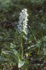 Orchis mascula var. alba, Öland maj 2000