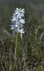 Orchis mascula var. semialba, Gotland maj1979