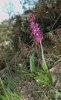 Orchis mascula subsp. pinetorum, Peloponnesos (Gr.) 2004-04-15