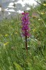Orchis mascula subsp. speciosa, Val D'aosta 2005-06-22  