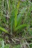 Orchis mascula subsp. speciosa, Ligurien (It.) 2011-05-14