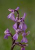 Orchis olbiensis, Aveyron, Frankrike 2011-05-20