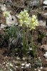 Orchis pauciflora, Gargano (It.) 2005-04-23
