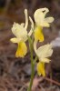 Orchis pauciflora, Thripti 2007-04-18