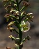 Orchis punctulata, Cypern 2002-03-14
