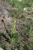 Orchis purpurea, Gargano (It.) 2000-04-25