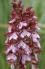 Orchis purpurea, Aveyron (Fr.) 2011-05-20