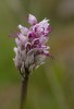 Orchis simia, Toscana (It.) 2010-04-15