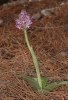 Orchis simia, Kreta 2001-04-18
