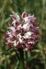 Orchis simia, Kreta 1998-04-
