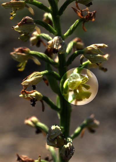 O. punctulata blommar tidigt. Cypern, 2002-03-14