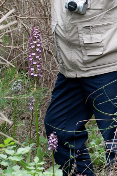 O. purpurea kan nå en avsevärd höjd, Gargano, Italien, 2011-04-28 