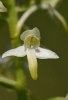 Platanthera bifolia_5