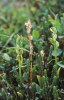 Platanthera obtusata subsp. oligantha, Abisko, 2003-07-21