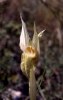 Serapias orientalis subsp. apulica var. alba, Gargano (It.) 2000 april