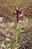 Serapias orientalis subsp. apulica, Gargano (It.) 1999 april
