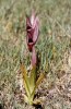 Serapias orientalis subsp. levantina, Cypern 2002-03-12