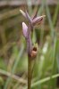Serapias parviflora, Gargano (It.) 2011-04-26