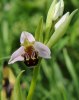 Ophrys apifera, Sicily 2008-04-23