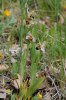Ophrys apifera, Sicily 2008-04-26