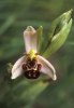 Ophrys apifera, Kreta 2001-04-17