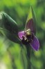 Ophrys apifera, Cypern 2002-03-15 2002-03-15