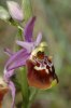 Ophrys apulica, Gargano 2005-04-24