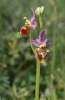 Ophrys apulica, Gargano 2005-04-24