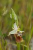 Ophrys apulica, Gargano 2011-04-29