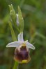 Ophrys apulica, Gargano 2011-04-29