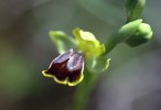 Ophrys_archimedea
