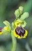 Ophrys_archimedea_3