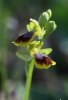 Ophrys_archimedea_2