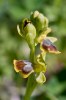 Ophrys_archimedea_6