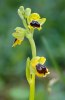 Ophrys_archimedea_5