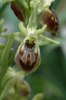 Ophrys archipelagi, Gargano (It.) 2005-04-22