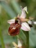 Ophrys archipelagi, Gargano (It.) 2005-04-19