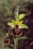 Ophrys archipelagi, Gargano april 1997